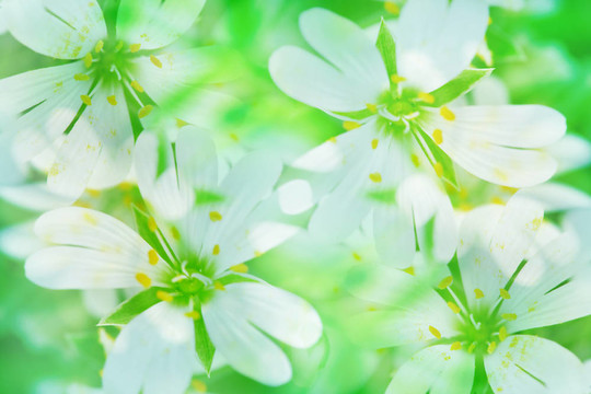 摘要花卉背景