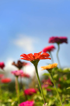 花園里的花