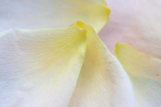 玫瑰花瓣