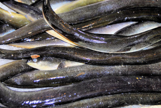 鰻魚