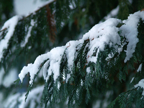 雪覆蓋雪松枝