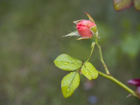 一個玫瑰花蕾