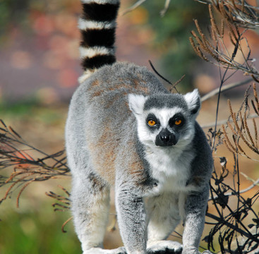 環(huán)尾狐猴（Lemur catta）