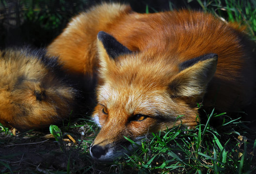 紅狐貍（Vulpes vulpes）