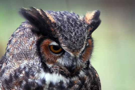 大角貓頭鷹（Bubo virginianus）