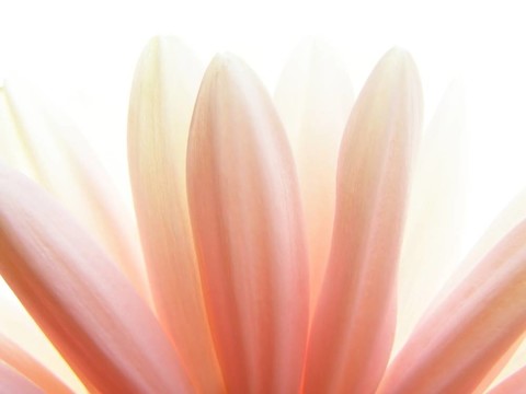 粉色非洲菊