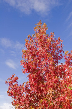 紅楓葉藍(lán)天