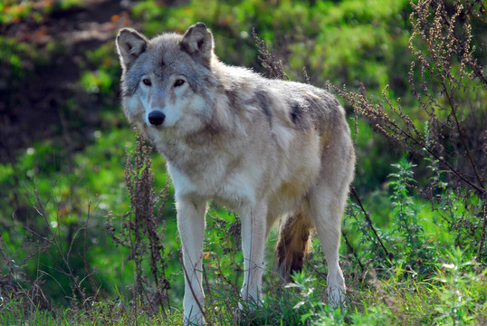 Gray wolf（狼）