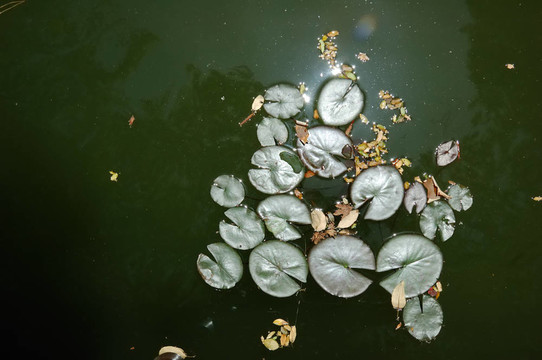 水百合花園