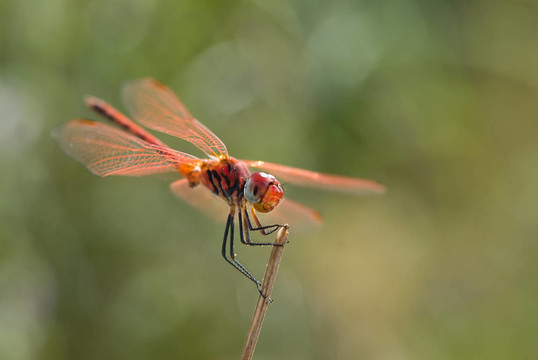 紅蜻蜓在樹枝上
