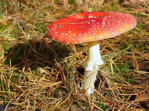 粉木耳