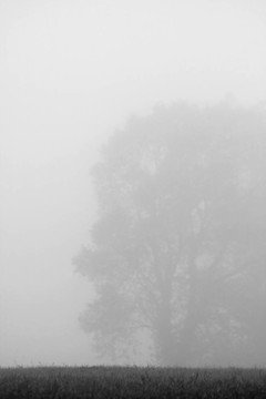 霧樹