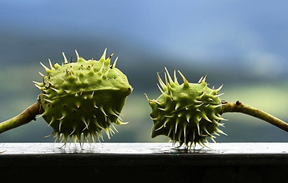 兩個(gè)水果