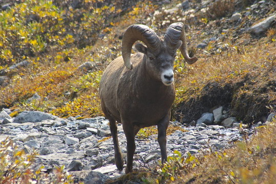 石mountainsheep O