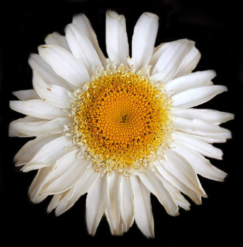 非洲雛菊