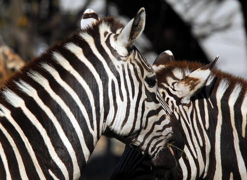平原斑馬（Equus quagga）