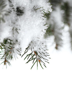 雪嶺云杉枝