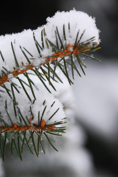 雪嶺云杉枝