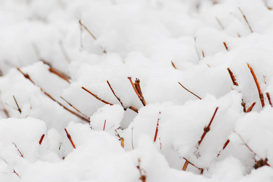 白雪覆蓋的灌木