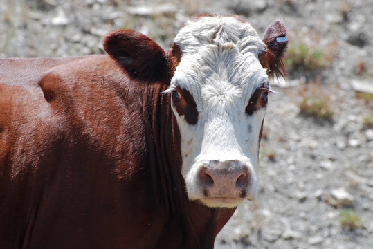 棕色和白色的牛