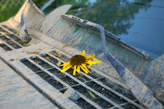 泥濘的四輪驅(qū)動(dòng)的向日葵（Helianthus anuus）