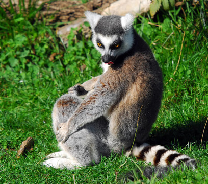 環(huán)尾狐猴（Lemur catta）
