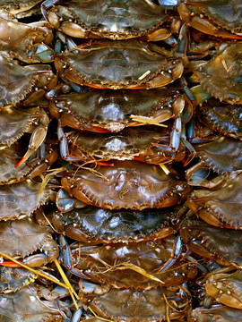 Fresh Crab堆