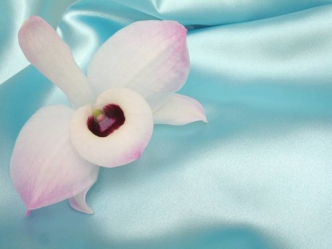 藍(lán)色緞上的蘭花- 3