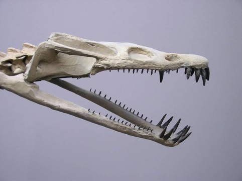 Dinosaur的頭