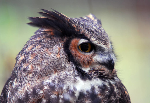 大角貓頭鷹（Bubo virginianus）