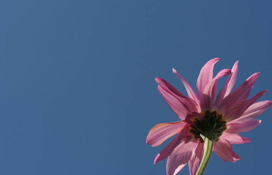 紫色的菊花對(duì)著天空