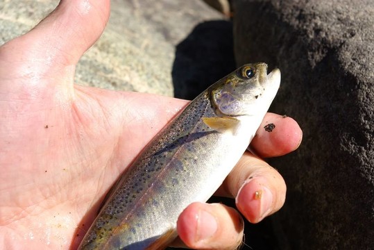 鱒魚在手