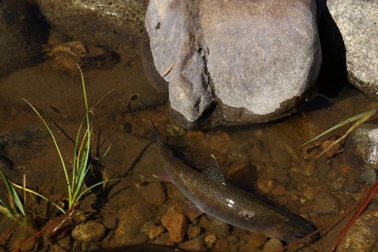 鱒魚(yú)