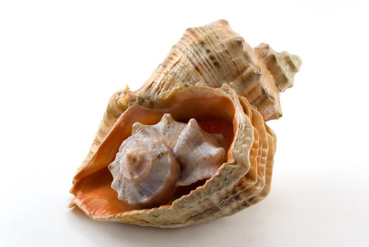 海貝殼