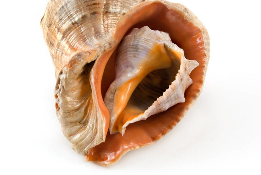 中海殼牌3