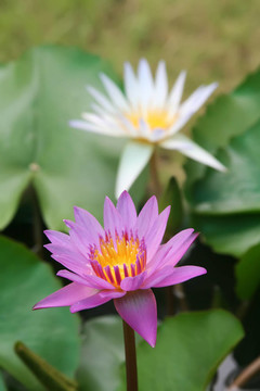 蓮花