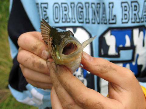 漁夫和一條魚(yú)