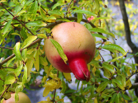 pomagranate水果