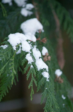 雪覆蓋雪松枝