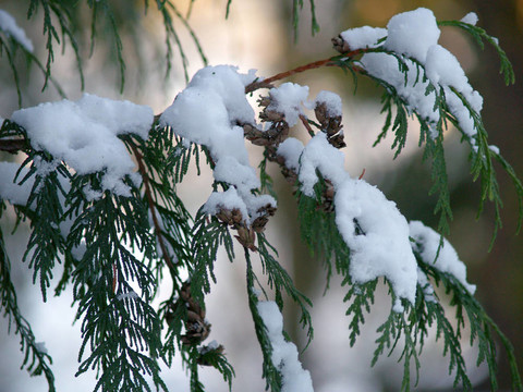 雪覆蓋雪松枝