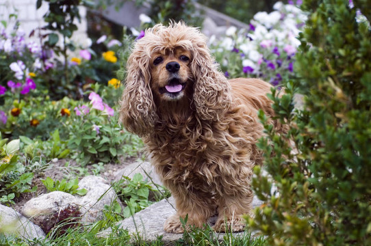 可卡犬
