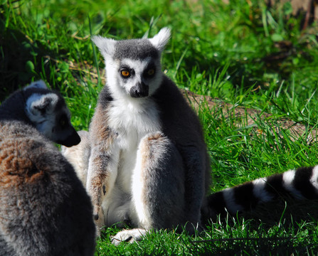 環(huán)尾狐猴（Lemur catta）