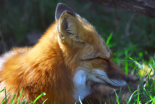 紅狐貍（Vulpes vulpes）