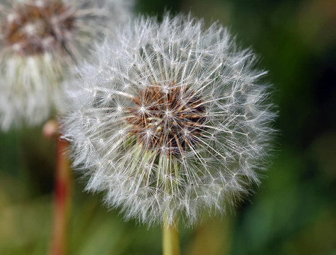 蒲公英（Taraxacum）