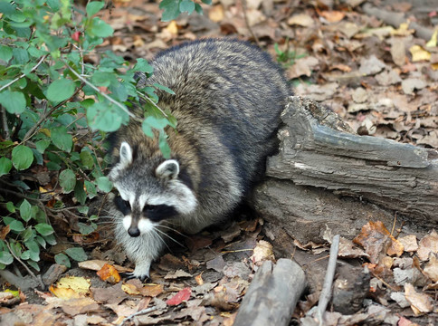 Raccoon（浣熊）