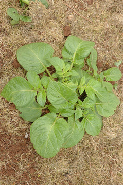 馬鈴薯植株