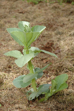 蠶豆植株