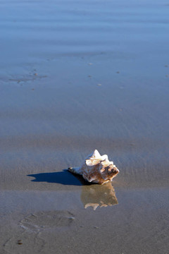海螺在海灘上