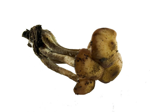 蘑菇