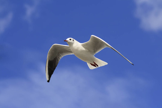 白色的鳥